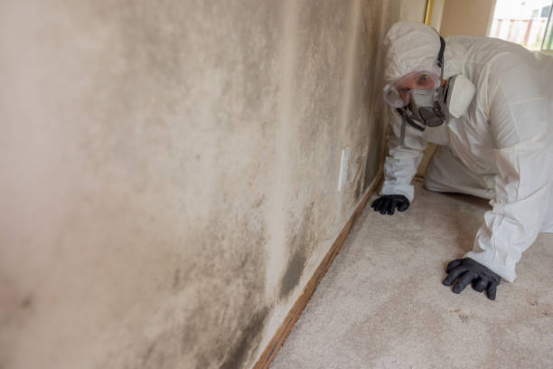 Best Basement Mold Removal  in Morehead City, NC